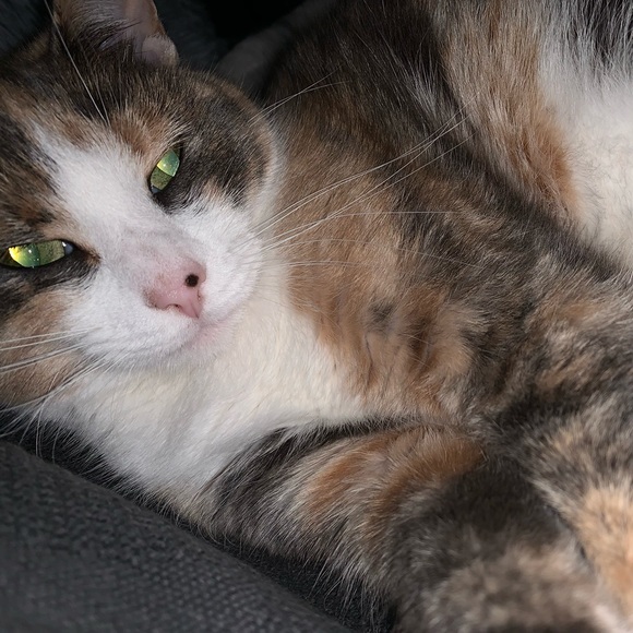 Lilly - Picture 6 of 10